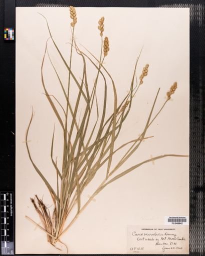 Carex normalis