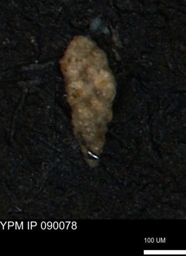 Verneuilina canadensis