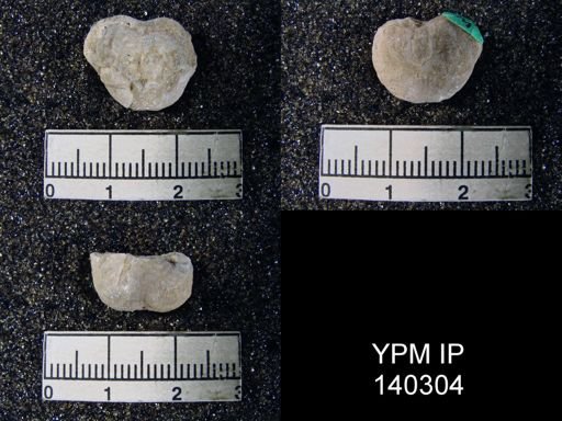 Marginifera typica