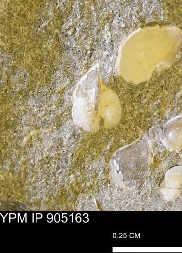 Corbulamella gregaria