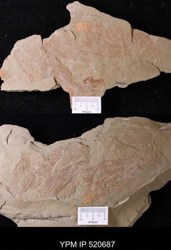 undet. Graptolithina