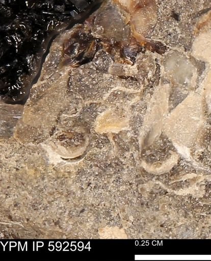 undet. Mollusca