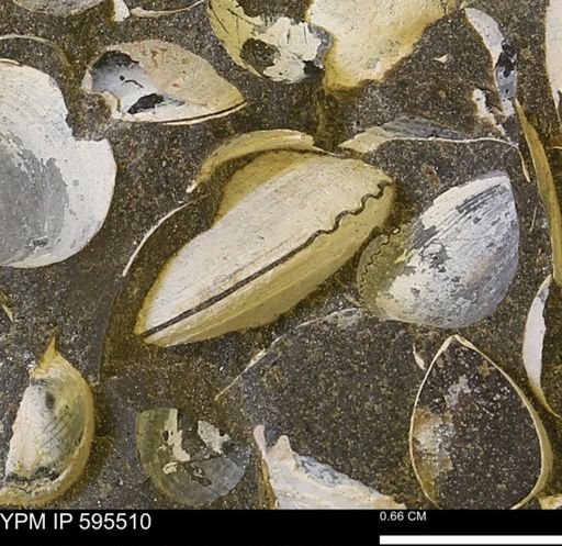 Protocardia sp.