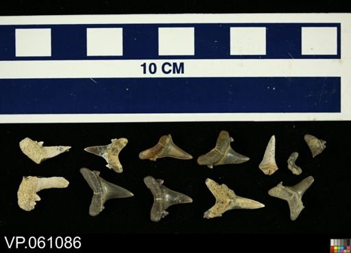 Elasmobranchii