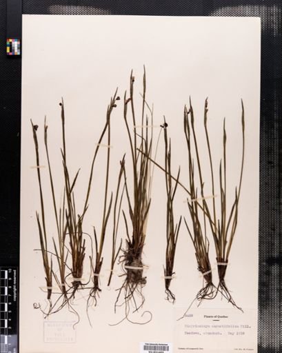 Sisyrinchium angustifolium