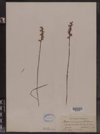 Spiranthes cernua