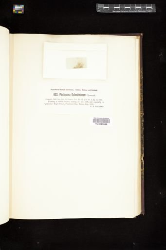 Plectonema golenkinianum