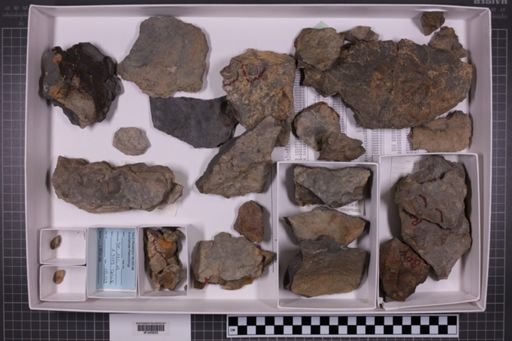 mixed taxa, stratigraphic collection