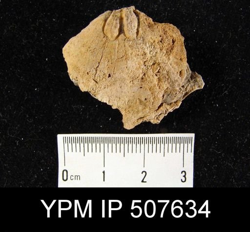 undet. Athyridida