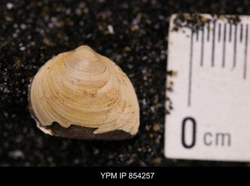 Limopsis striatopunctatus
