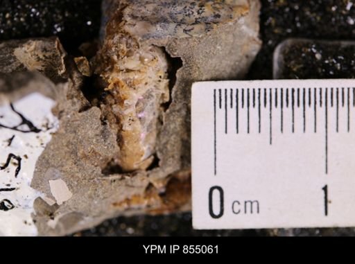 undet. Scaphitidae