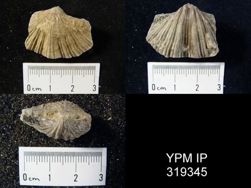 Neospirifer cameratus