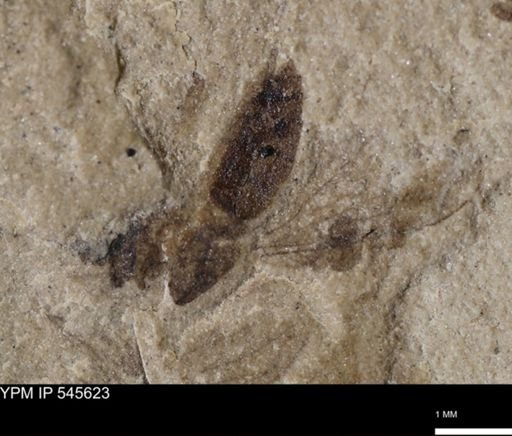 undet. Insecta