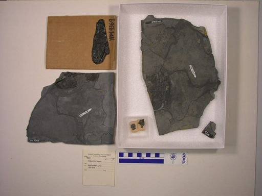 Semionotus brauni