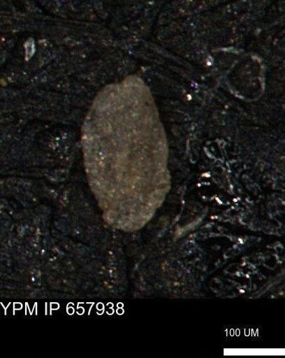 Spirolocammina subcircularis