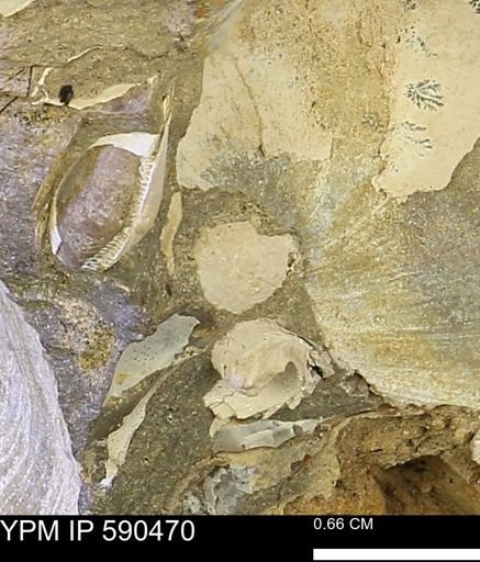 undet. Mollusca