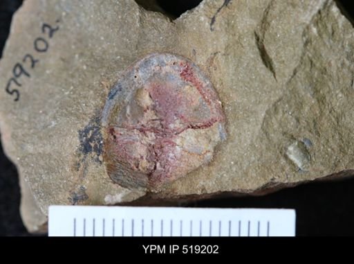 undet. Asaphidae
