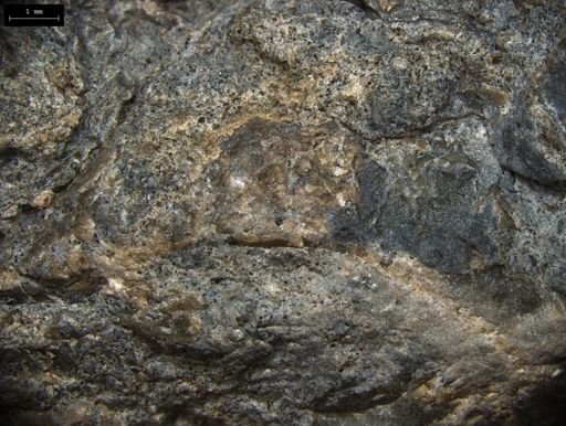 Aplocoma damesii