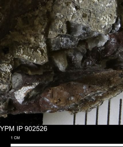 Inoceramidae?