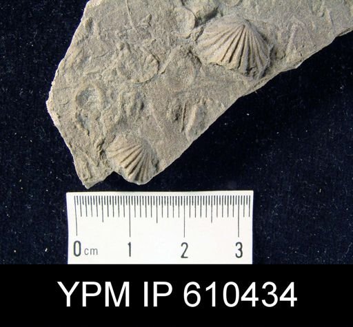 Camarotoechia sp.