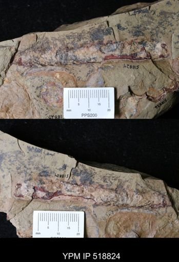 undet. Nautiloidea