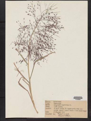 Eragrostis spectabilis