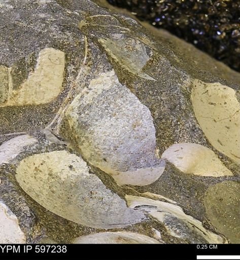 Limopsis striatopunctatus