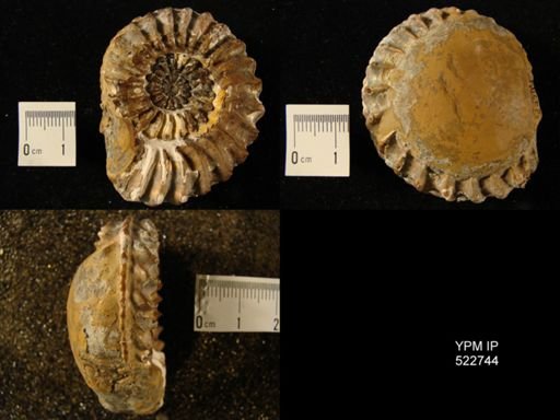Pleuroceras spinatum