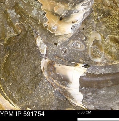 Serpulidae