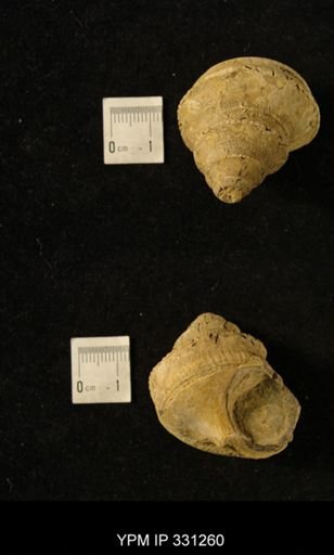 Worthenia tabulata