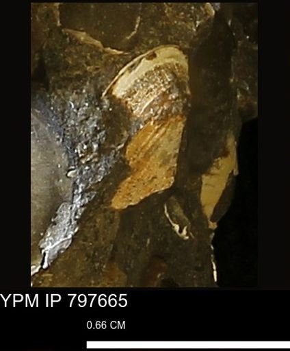 undet. Bivalvia
