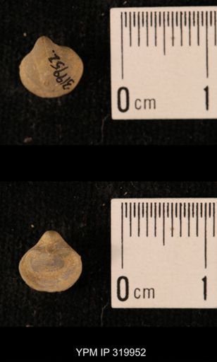 Ambocoelia planoconvexa