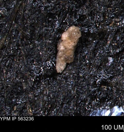 Verneuilinoides hectori