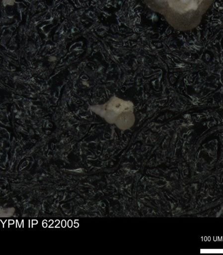 undet. Heterohelicidae