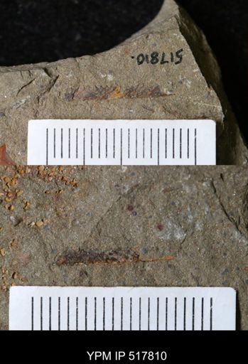 undet. Graptolithina