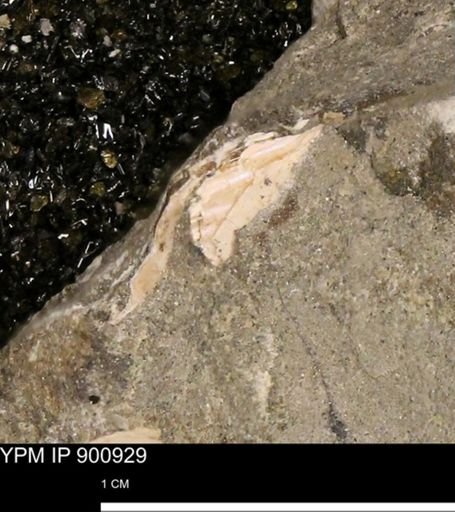 undet. Ammonoidea