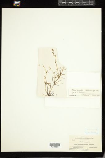 Chara coronata