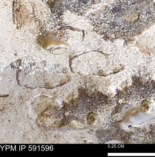 Serpulidae
