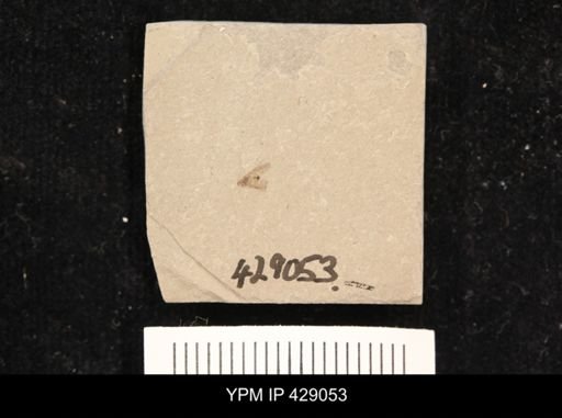 undet. Pterygota