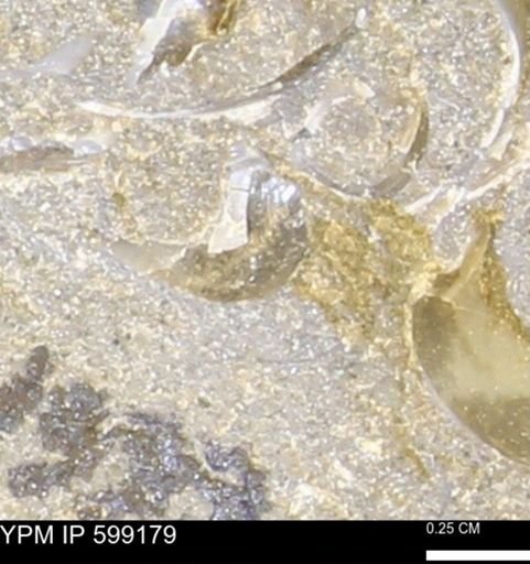 Protarea richmondensis