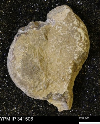Scaphites sp.