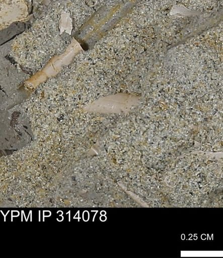 undet. Scaphopoda