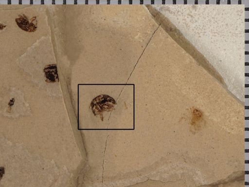 undet. Curculionidae