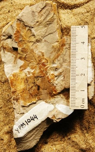 Thinnfeldia praecordillarae