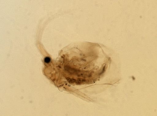 Daphnia