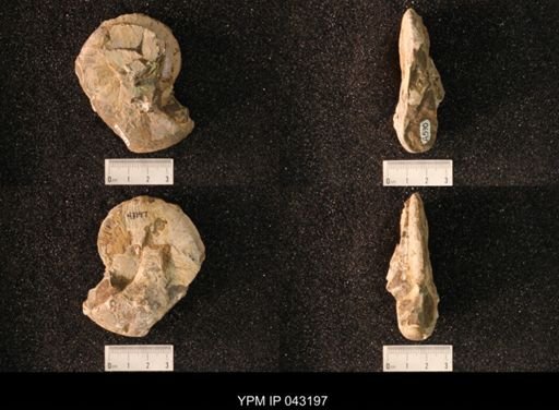 Hoploscaphites nicolletii