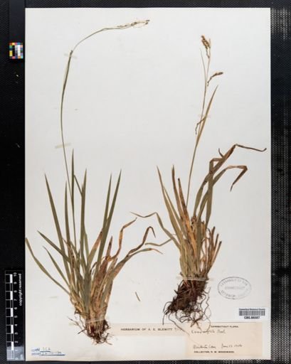 Carex arcta
