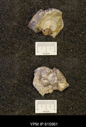 Hoploscaphites?
