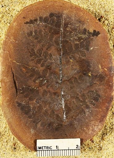 Pecopteris sp.