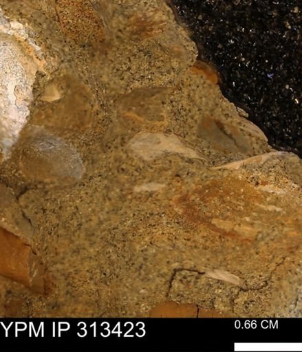 Corbicula sp.